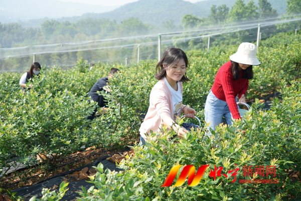 圖為游客在懷寧縣月山鎮復興村藍莓基地采摘藍莓.JPG