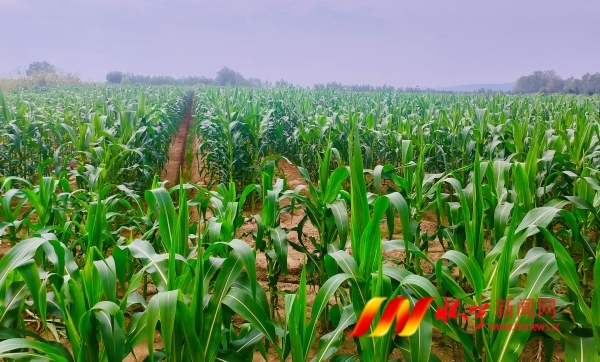 懷寧縣洪鋪鎮香甜玉米豐收在望.jpg