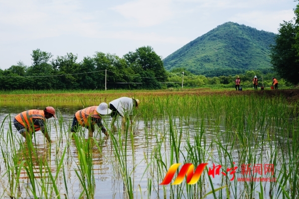 發(fā)展水生經(jīng)濟作物促增收2.jpg