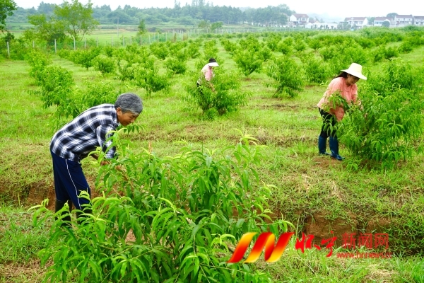 黃桃產(chǎn)業(yè)助力壯大集體經(jīng)濟(jì).JPG
