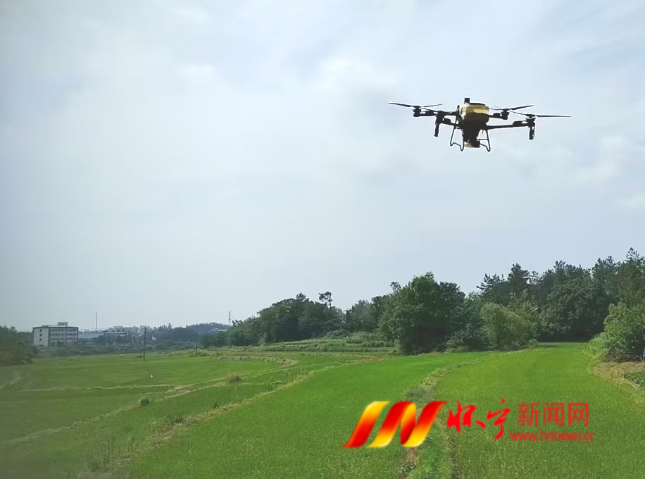 高河鎮夏季稻田管護忙 農技護航保豐收.png 高河鎮夏季稻田管護忙 農技護航保豐收.png